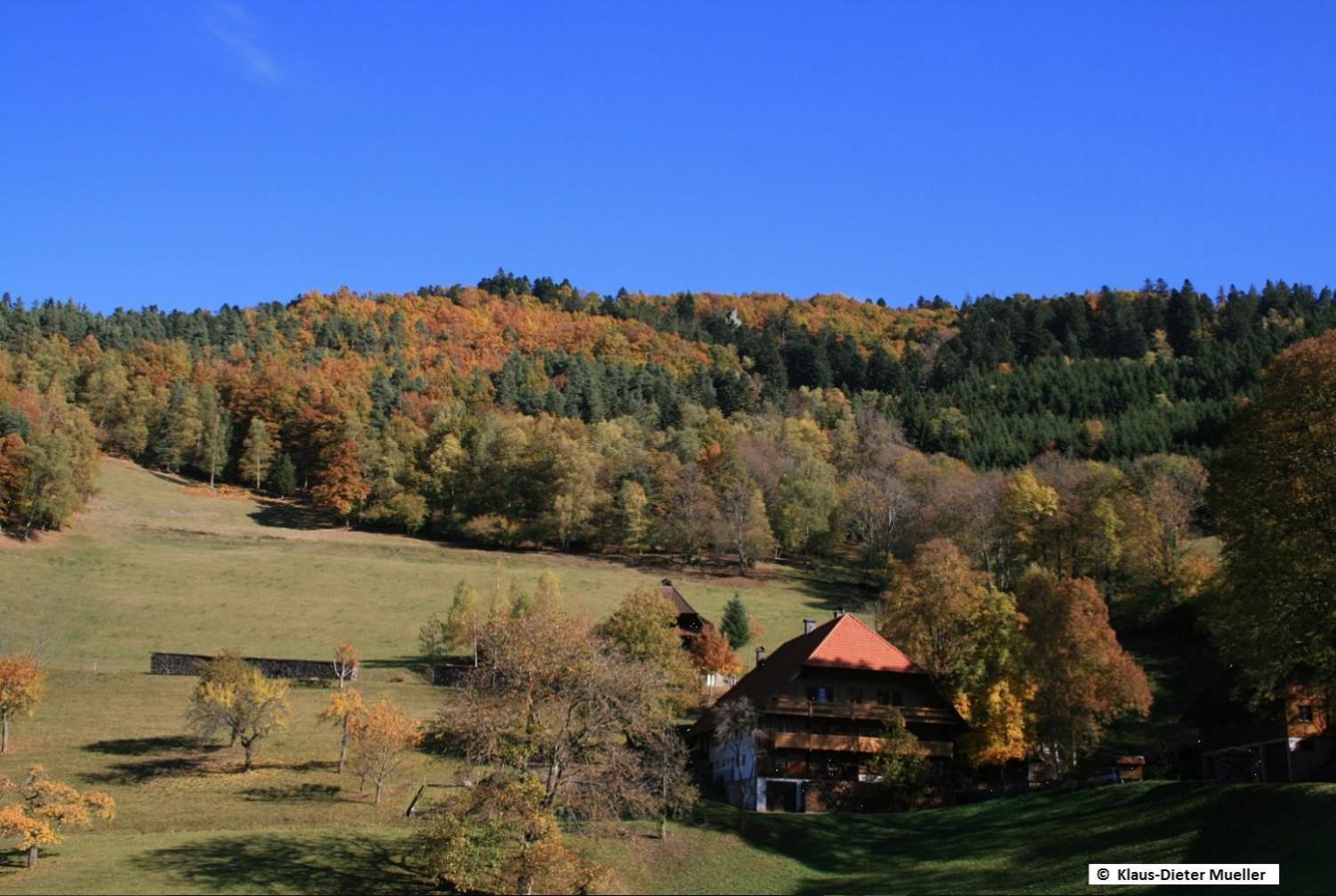 Haus am Waldrand Villa Triberg im Schwarzwald Exteriör bild